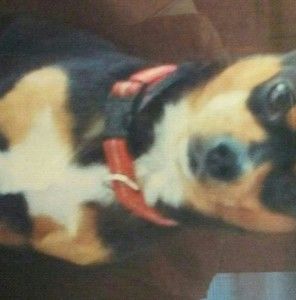 Meet your Posher, Don